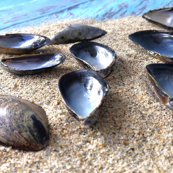 Mussel Shells 30/50/60/70 half shells. Great for Crafting, Jewellery, Wreaths, Home Décor & Beach Themed Weddings