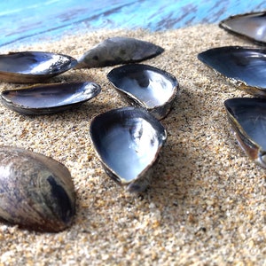 May include: A collection of ten dark blue and silver seashells on a sandy surface. The shells are arranged in a semi-circle, with some overlapping.