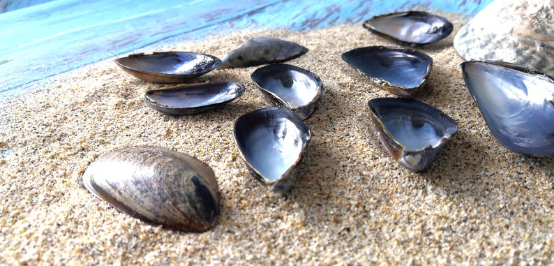 May include: A collection of ten dark blue and silver seashells on a sandy surface. The shells are arranged in a semi-circle, with some overlapping.