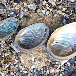 May include: Three iridescent abalone shells with a pearlescent sheen, resting on a bed of sand and small pebbles. The shells display a range of colors, including blues, greens, and purples, reflecting light. The shells are oval-shaped with a textured surface.