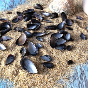 May include: A close-up of a pile of black mussel shells on a sandy beach with a blue wooden background.