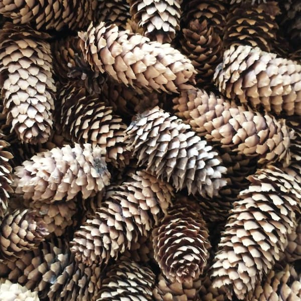 One Dozen Dry Pine Cones; Colorado Blue Spruce Pine Cones from Washington State for Crafting, Wreaths, & Holiday Décor