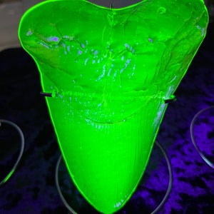 Uranium Glass Megalodon Tooth (green)