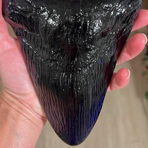 May include: A large, glossy, dark blue shark tooth with a textured surface. The tooth is held in a hand, showcasing its size and the intricate details of its enamel. The tooth's color transitions from black to blue.