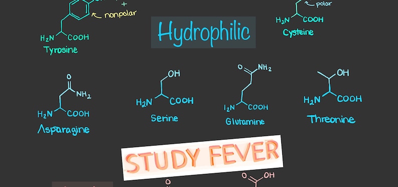 How To Learn Amino Acids For Mcat MCAT Study Sheet - Amino Acids - Etsy