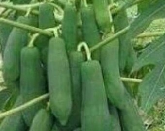 Op de afbeelding: Een close-up van een papajabomen met een grote tros groene papaja's die aan de takken hangen.