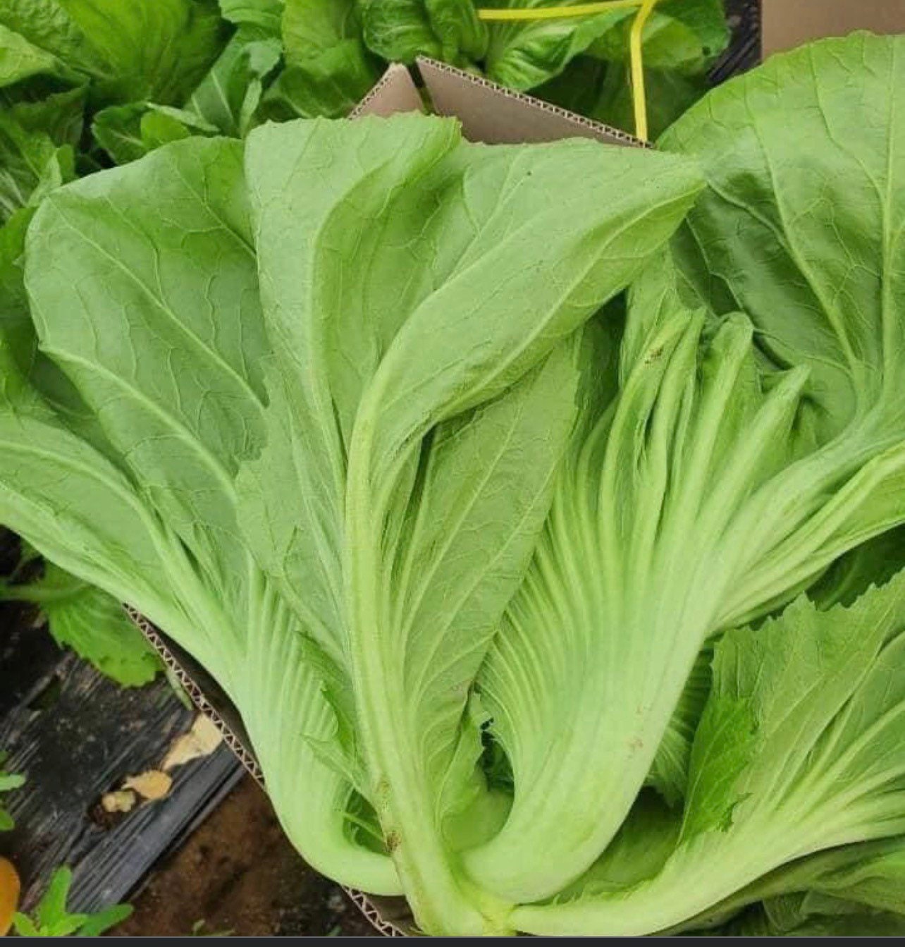 Pickled Mustard Greens (Haam Choy) - The Woks of Life