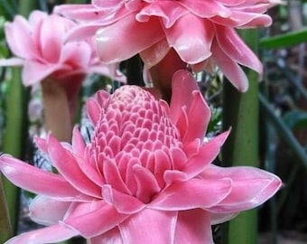 20 New seeds Pink Etlingera elatior seeds, Pink Torch Ginger seeds, We harvest seeds this year 2022 from our local garden.