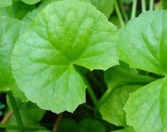 Puede incluir: Primer plano de hojas verdes brillantes y redondas con superficies texturizadas. Las hojas tienen una forma distintiva con bordes festoneados y venas prominentes, lo que sugiere una planta con una estructura botánica única. La imagen resalta la belleza natural del follaje.
