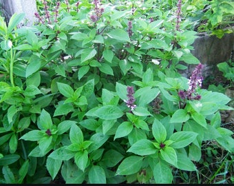 Graines de basilic thaï : faites pousser votre propre herbe asiatique