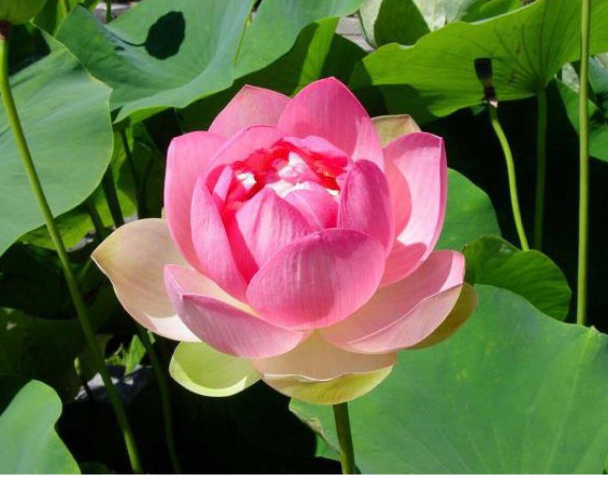 10 Nelumbo Lotus Seeds White Pink Lotus Seeds. Asian Lotus Etsy Australia