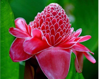 20 New seeds Red Etlingera elatior seeds, Red Torch Ginger seeds, We harvest seeds this year 2022 from our local garden.