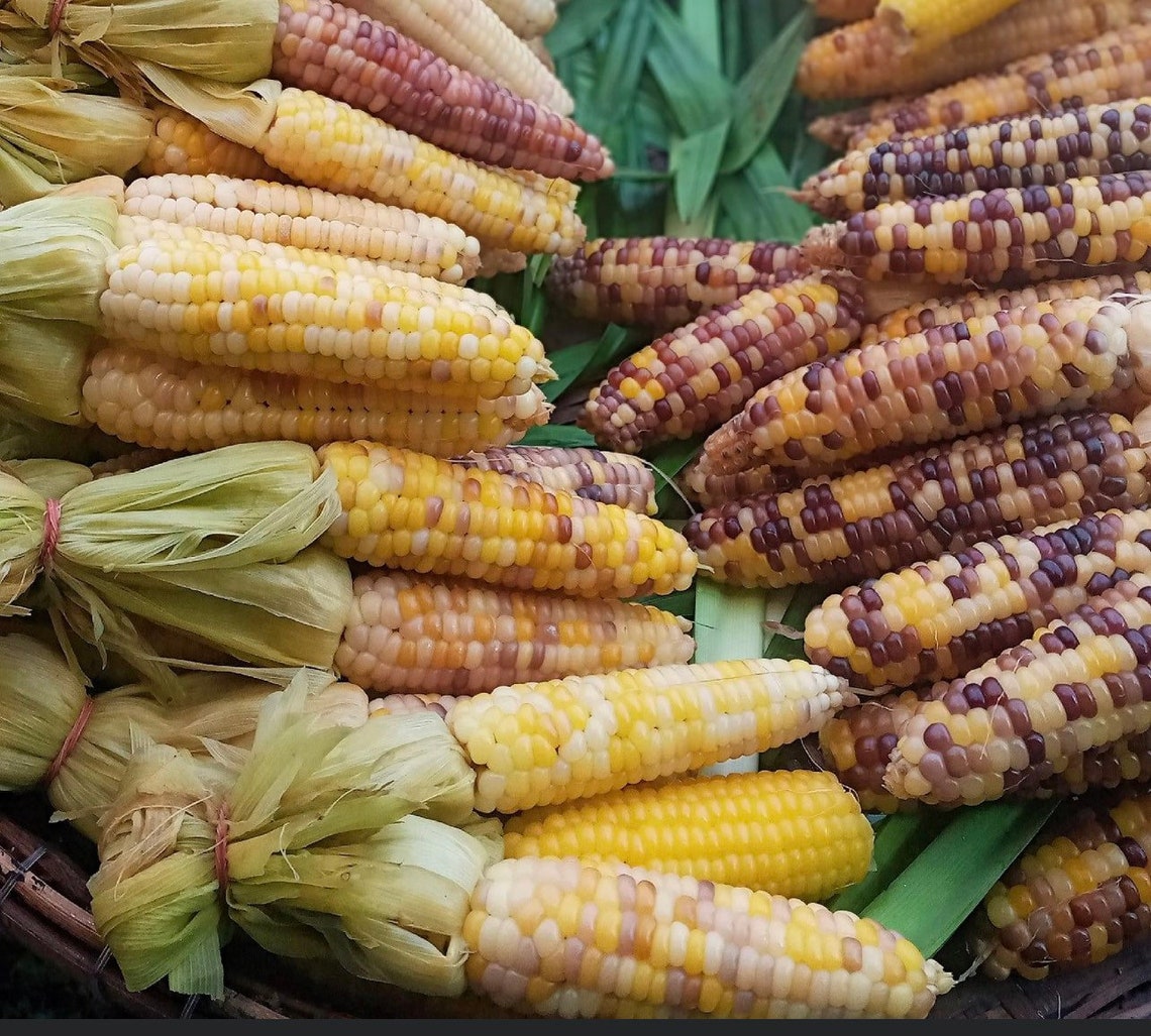 50 Sweet Waxy Corn Multiple Colors Waxy Corn Seed Yellow Etsy Canada