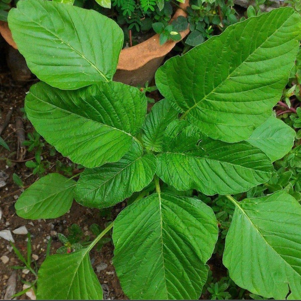 500 Green Amaranth spinach seeds, Green spinach seeds