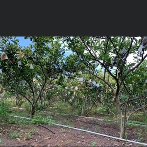 May include: A grove of trees with white paper bags covering the fruit. The trees are in rows and there is a water line running through the rows.