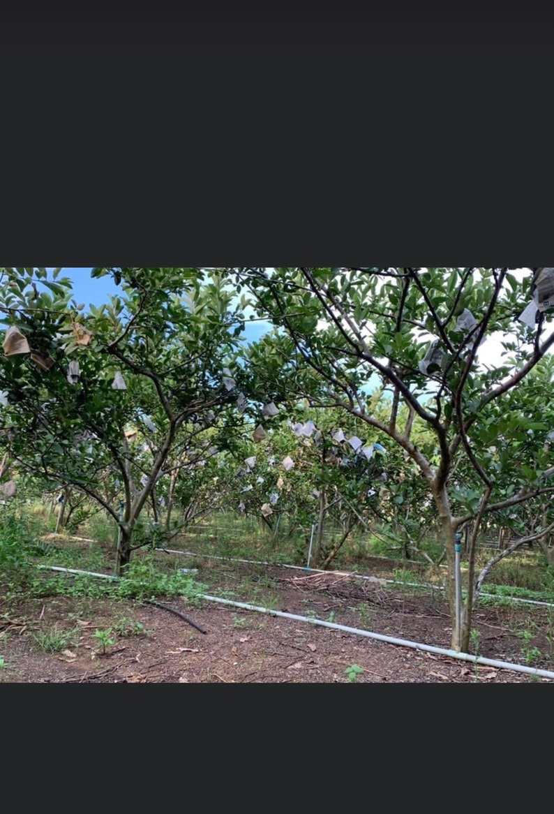 May include: A grove of trees with white paper bags covering the fruit. The trees are in rows and there is a water line running through the rows.
