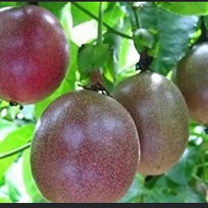 May include: Close-up of four ripe passion fruit hanging from a vine. The fruit is a deep purple color with a slightly textured skin.