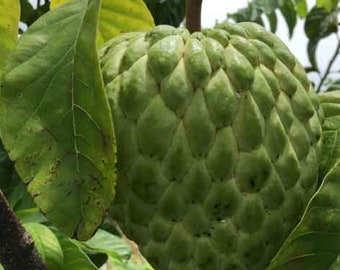 Sugar Apple Seeds: Tropical Annona Squamosa Fruit Seeds