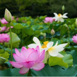 10 Nelumbo Lotus seeds, white pink lotus seeds. Asian Lotus seeds