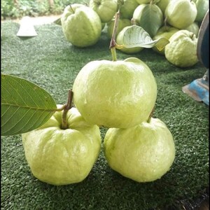 May include: Four green guavas stacked on top of each other on a green artificial grass surface. The guavas are round and have a smooth skin.