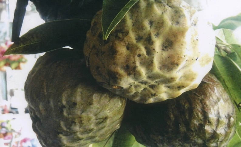 10 Wild sweetsop seeds, Annona reticulata , custard apple, image 3