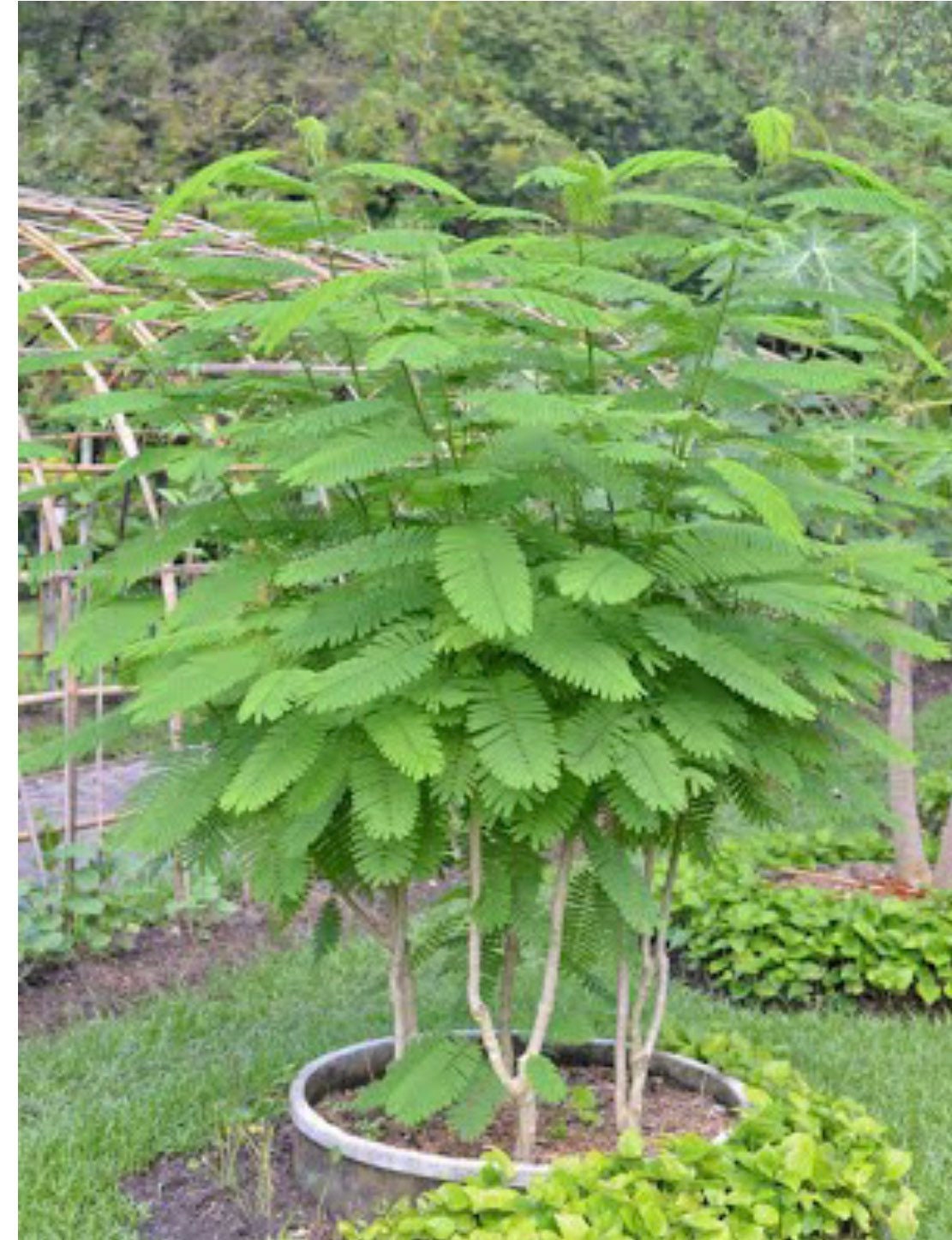 Chaom Seeds, Cha-om , Acacia Pennata, Climbing Wattle, - Etsy