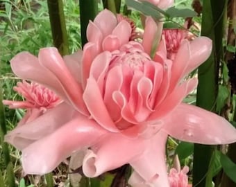 20 New seeds Light Pink Etlingera elatior seeds, Light Pink Torch Ginger seeds, We harvest seeds this year 2022 from our local garden.