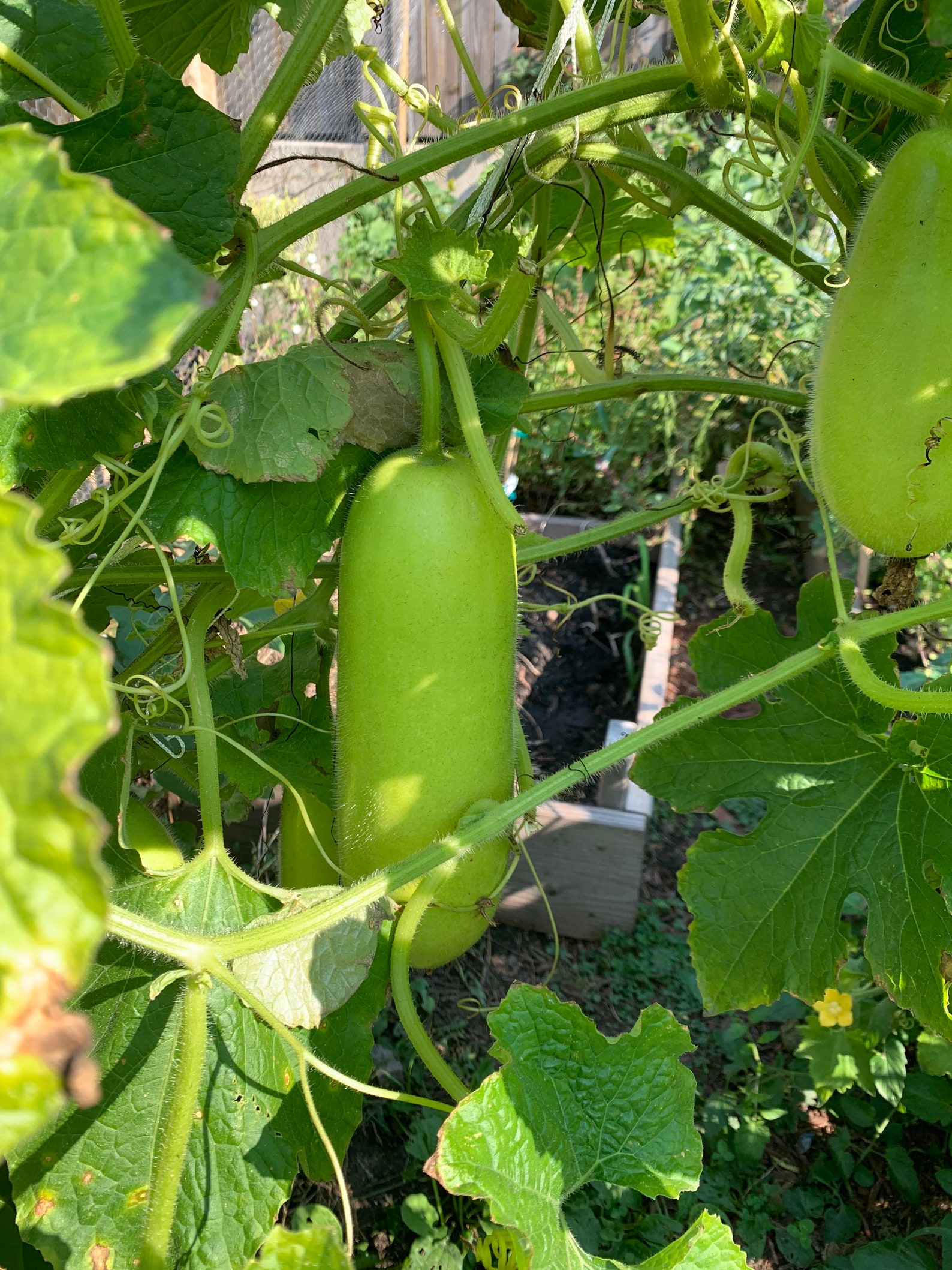 Wax Gourd Thai Wax Gourd Long Wax Gourd Winter Melon Etsy Canada