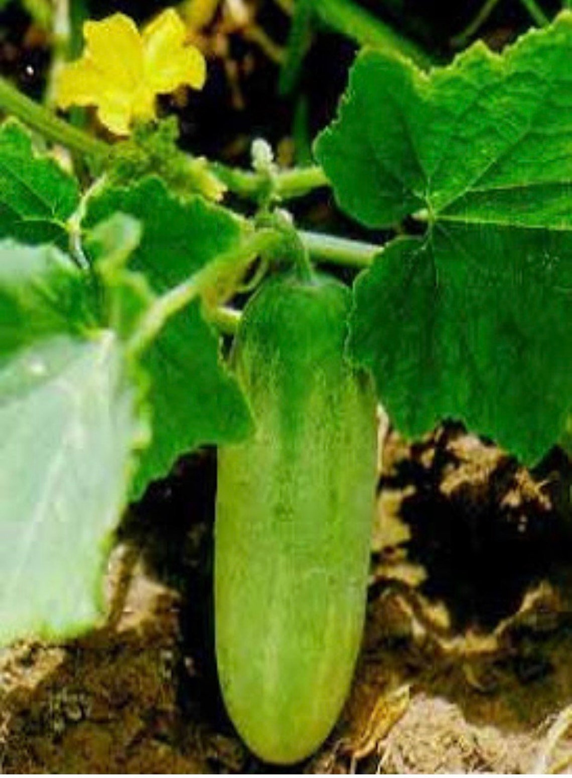Mini Cucumber Seeds Thai Cucumber Seeds Cucumber Seeds Etsy Canada