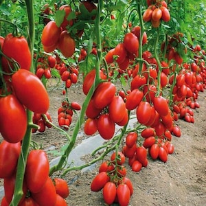 Puede incluir: Primer plano de una hilera de plantas de tomate con tomates rojos maduros colgando de las vides. Los tomates están todos regordetes y jugosos, y están creciendo en un invernadero.