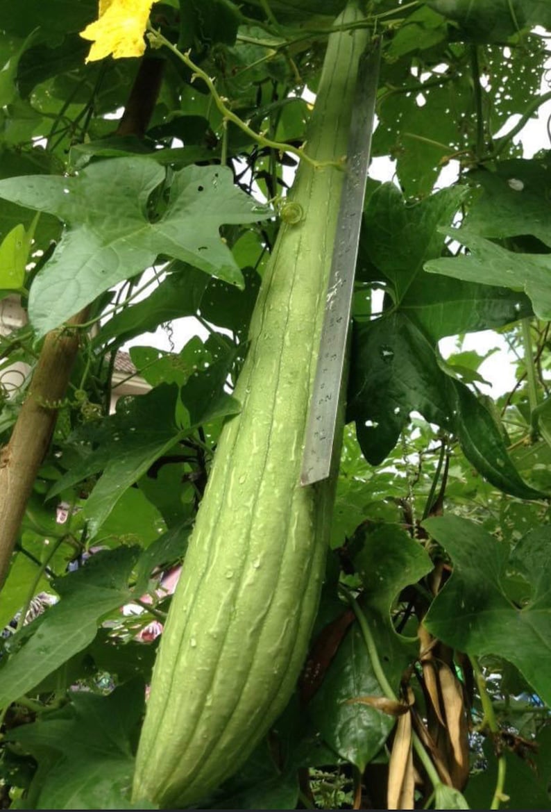 Luffa cylindrica seeds , hybrid smooth Luffa, the sponge gourd, Egyptian cucumber , Vietnamese luffa, vegetable seeds image 5