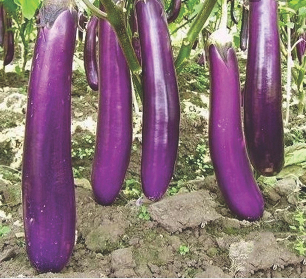 Fengyuan Semillas de berenjena morada Semillas de berenjena importadas  raras Semillas buenas GrowingEGGPlant seeds16