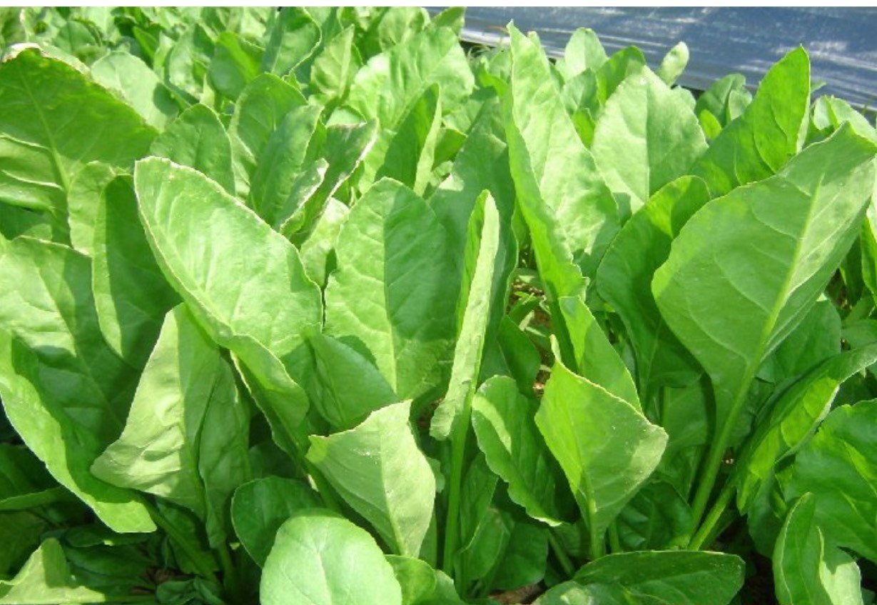300 semillas de espinaca china: espinaca comestible oriental - Etsy México, image size:1229x847