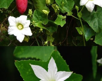 Ivy Gourd Seed | Tindora Seed (heirloom Seed) - Etsy
