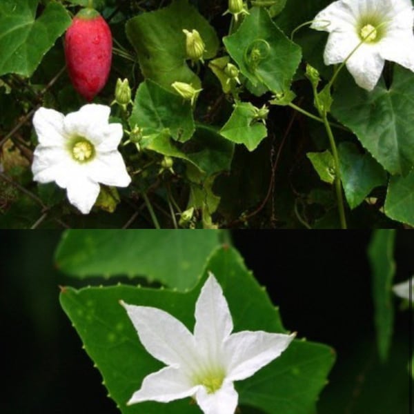 10 Ivy Gourd  Seeds, Coccinia grandis seeds, garden , Tindora, Kundutu, ittle gourd, Kovai