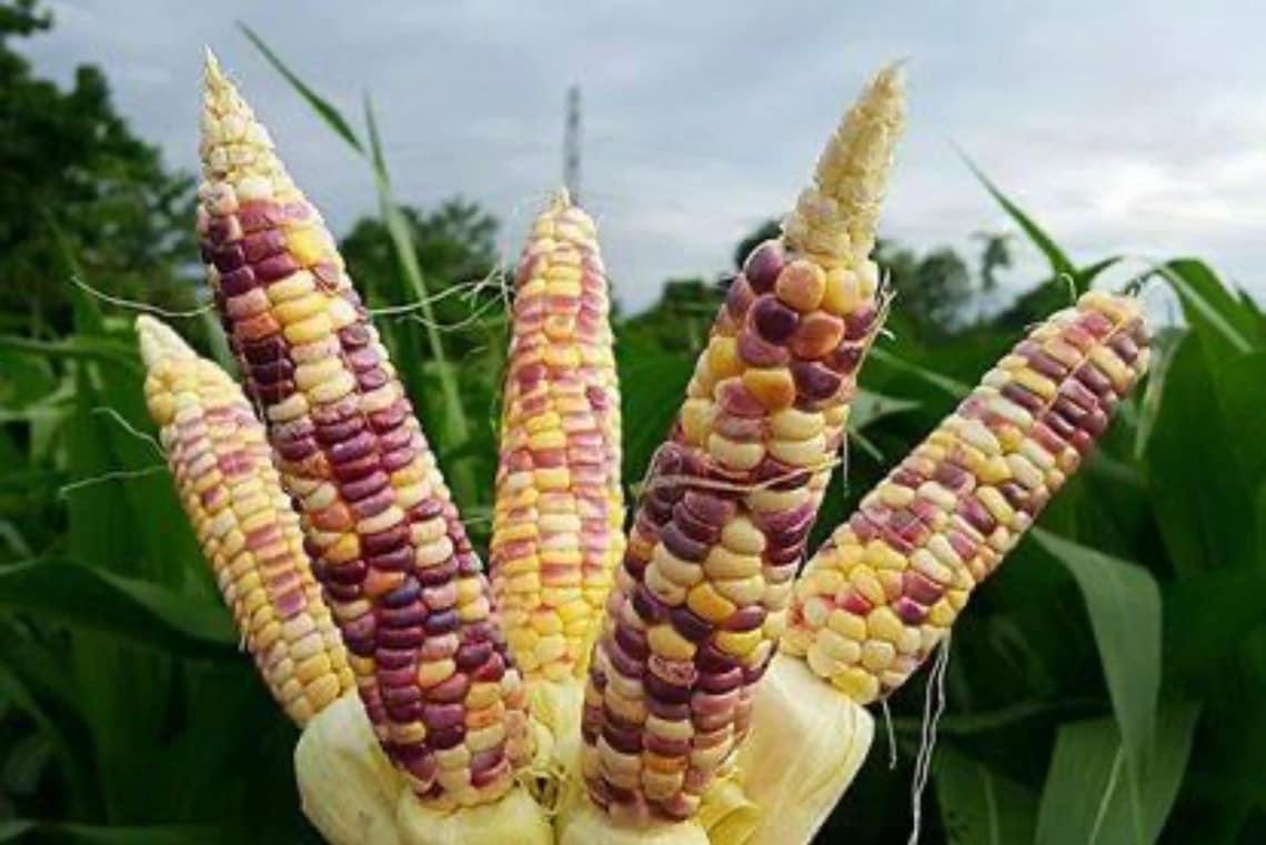 50 Sweet Waxy corn multiple colors waxy corn seed yellow Etsy
