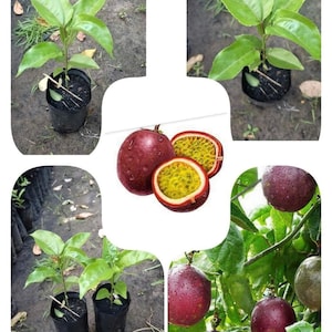 May include: A collage of images showing passion fruit plants in different stages of growth. The first image shows a small passion fruit plant in a black plastic pot. The second image shows a larger passion fruit plant with green leaves. The third image shows a passion fruit plant with ripe purple passion fruit. The fourth image shows a close-up of a passion fruit cut in half, revealing the seeds inside. The fifth image shows a passion fruit plant with several ripe purple passion fruit.