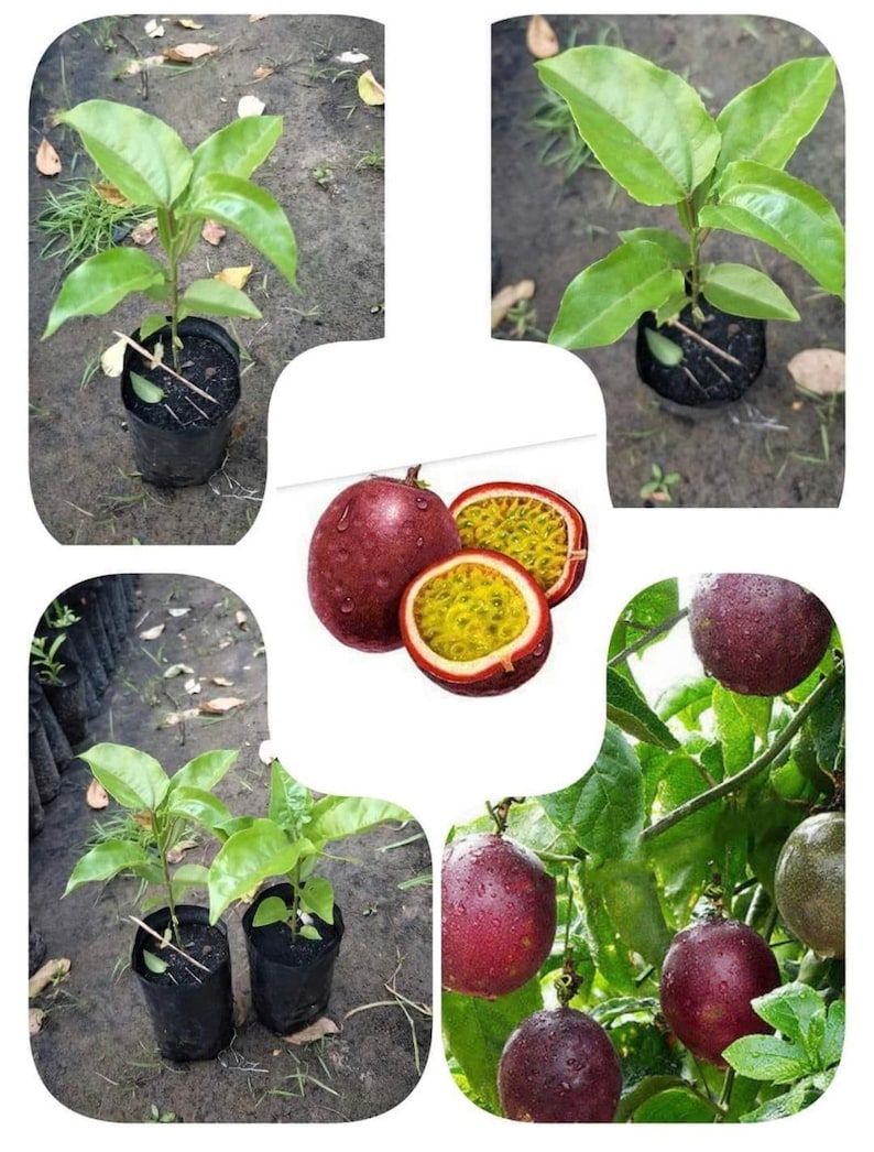 May include: A collage of images showing passion fruit plants in different stages of growth. The first image shows a small passion fruit plant in a black plastic pot. The second image shows a larger passion fruit plant with green leaves. The third image shows a passion fruit plant with ripe purple passion fruit. The fourth image shows a close-up of a passion fruit cut in half, revealing the seeds inside. The fifth image shows a passion fruit plant with several ripe purple passion fruit.