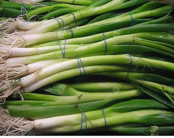 400 nasion szczypiorku: zielone nasiona cebuli dymki