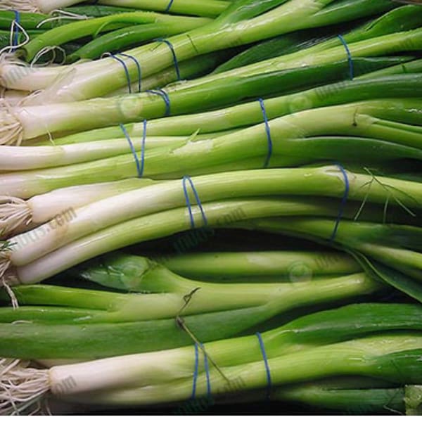 400 Scallions seeds, Green onion , vegetable seeds, spring onion