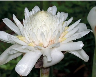 20 New seeds White Etlingera elatior seeds, White Torch Ginger seeds, We harvest seeds this year 2022 from our local garden.