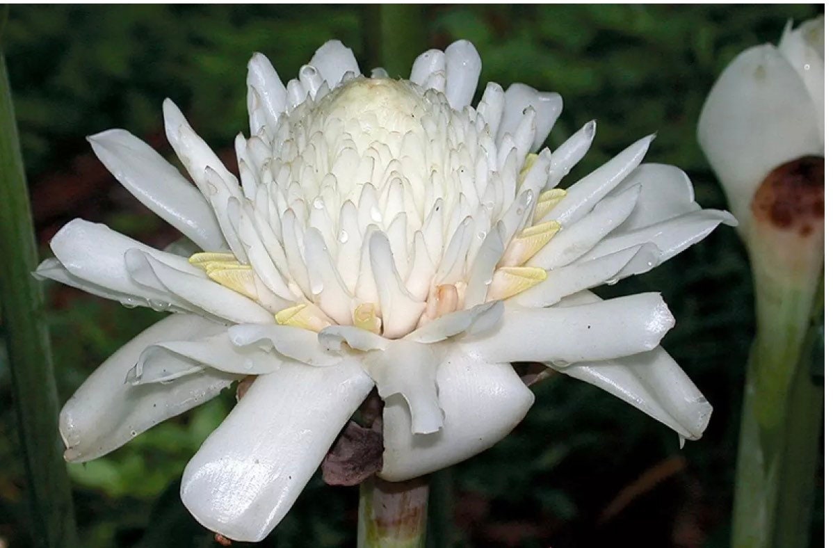 20 White Torch Ginger Seeds - Etlingera Elatior - Etsy