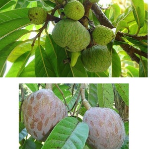 10 Wild sweetsop seeds, Annona reticulata , custard apple, image 1