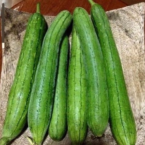 Luffa cylindrica seeds , hybrid smooth Luffa, the sponge gourd, Egyptian cucumber , Vietnamese luffa, vegetable seeds image 2