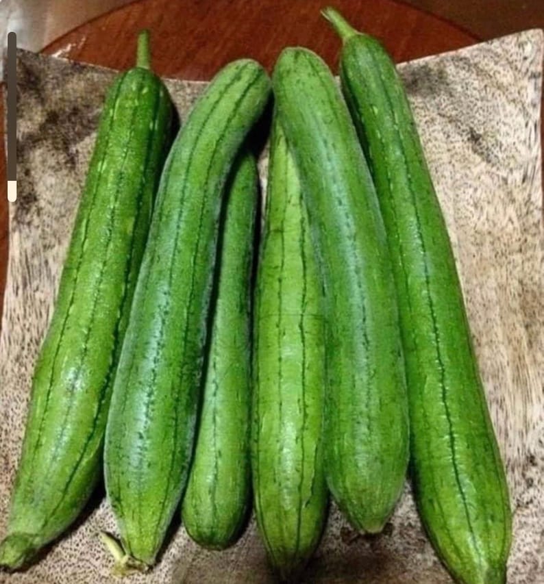 Luffa cylindrica seeds , hybrid smooth Luffa, the sponge gourd, Egyptian cucumber , Vietnamese luffa, vegetable seeds image 2