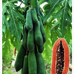 May include: A papaya tree with a cluster of green papaya fruit hanging from the branches. A cut open papaya fruit with black seeds is shown in the lower right corner of the image.