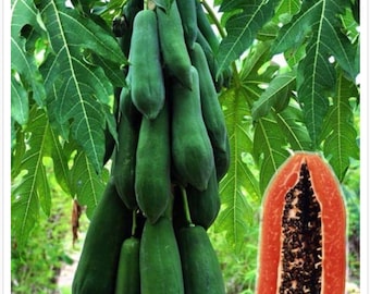 Sweet Papaya Seeds: Thai Fruit Garden Seed