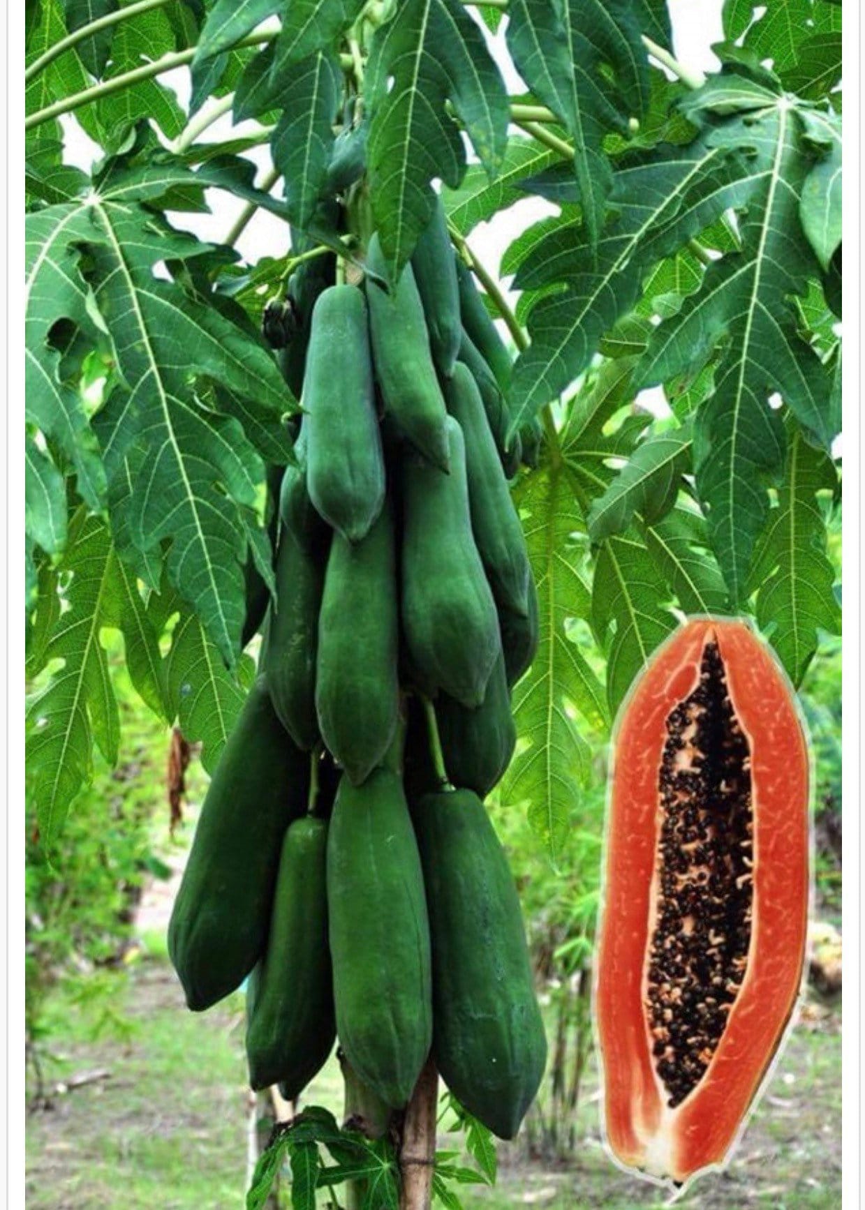 Sweet Papaya Seeds: Thai Fruit Garden Seed - Etsy