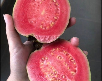 Guava Seed Organic Vegetable Fruit Psidium Guajava Seeds Bonsai Guava Tree Plant | PH