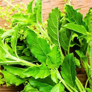 Thai Holy  Basil Seeds, Holt basil, basil , white basil seeds. Vegetable seeds.